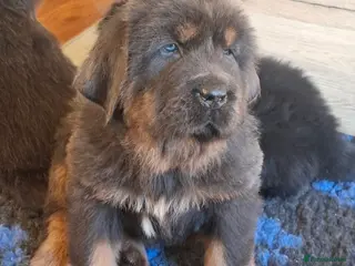 Tibetan Mastiff dogs Tibetan Mastiff - Advert 3