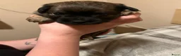 Chiweenie dogs for sale: 8 beautiful chiweenie‘s for sale - Advert 3