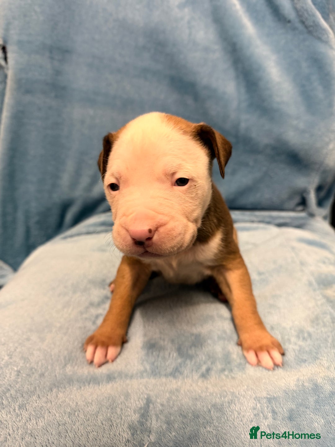 Mixed Breed dogs for sale: Cane Corso mixed  - Advert 13