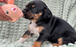 Mixed Breed dogs for sale: French Bulldog x English springer spaniel pups  - Image 13
