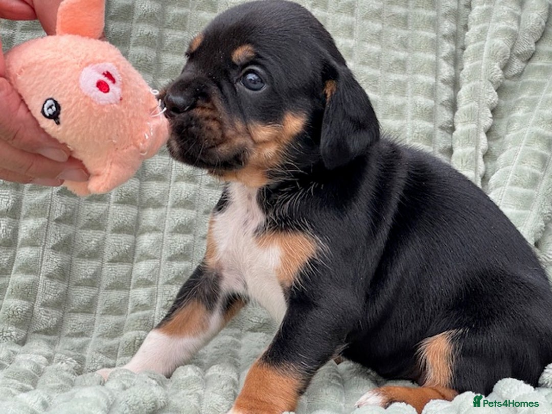 Mixed Breed dogs for sale: French Bulldog x English springer spaniel pups  - Image 13