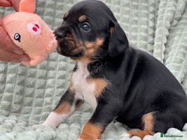 Mixed Breed dogs - Advert 10