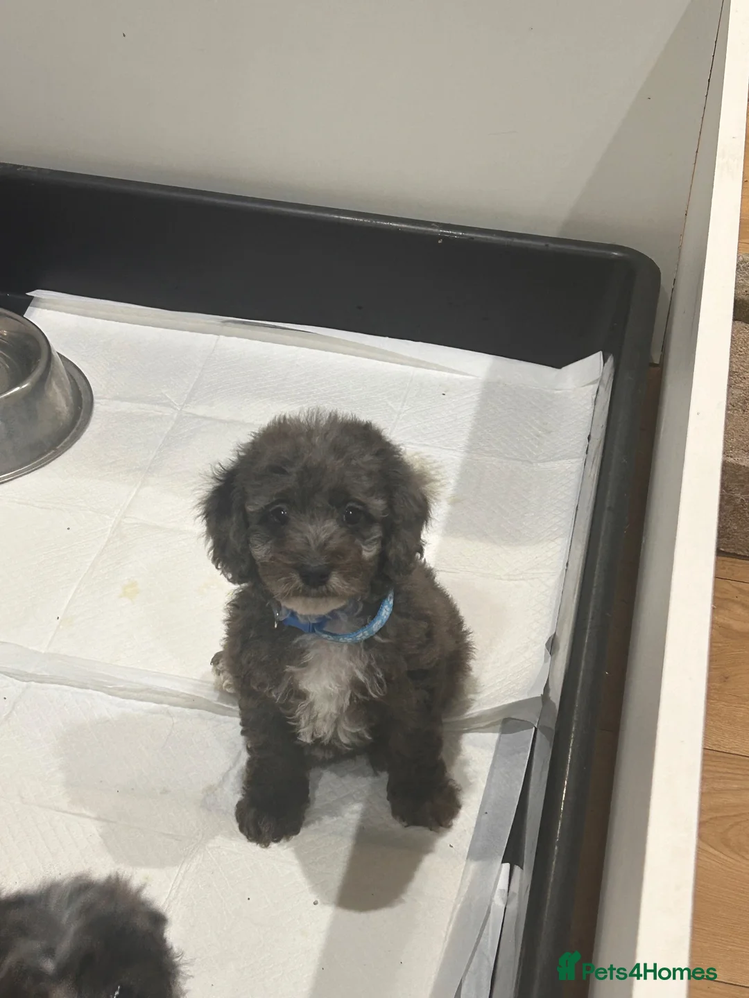 Cockapoo dogs for sale: Gorgeous cockapoo pups!! - Advert 2