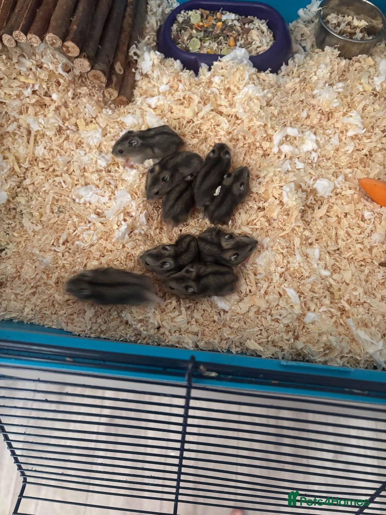 Hamster rodents Russian dwarf hamsters - Advert 2
