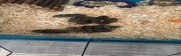 Hamster rodents for sale: Russian dwarf hamsters in Nottingham - Advert 2