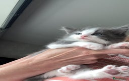 Ragdoll cats for sale: 2 Ragdoll Cross Kittens. Ready Now - Image 1