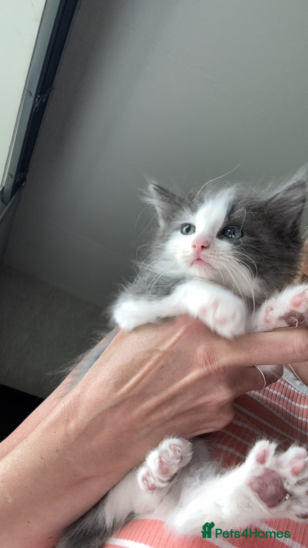 Ragdoll cats for sale: 2 Ragdoll Cross Kittens. Ready Now - Image 1