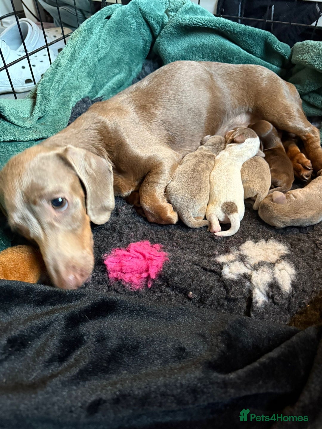 Dachshund dogs for sale: Dachshunds  - Image 20