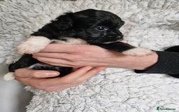Mixed Breed dogs for sale: Papipoo puppies. DNA health tested parents  - Image 2
