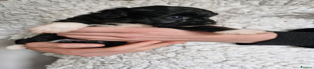 Gomez