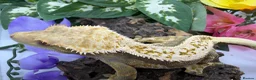 Gecko reptiles for sale: RTB female crested gecko  - Advert 4