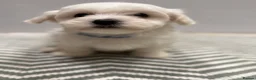 Maltese dogs for sale: Maltese puppies ready for new homes! 🐶 - Advert 11