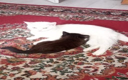 Mixed Breed cats for sale: Fluffy lovely kitten looking for home - Image 2