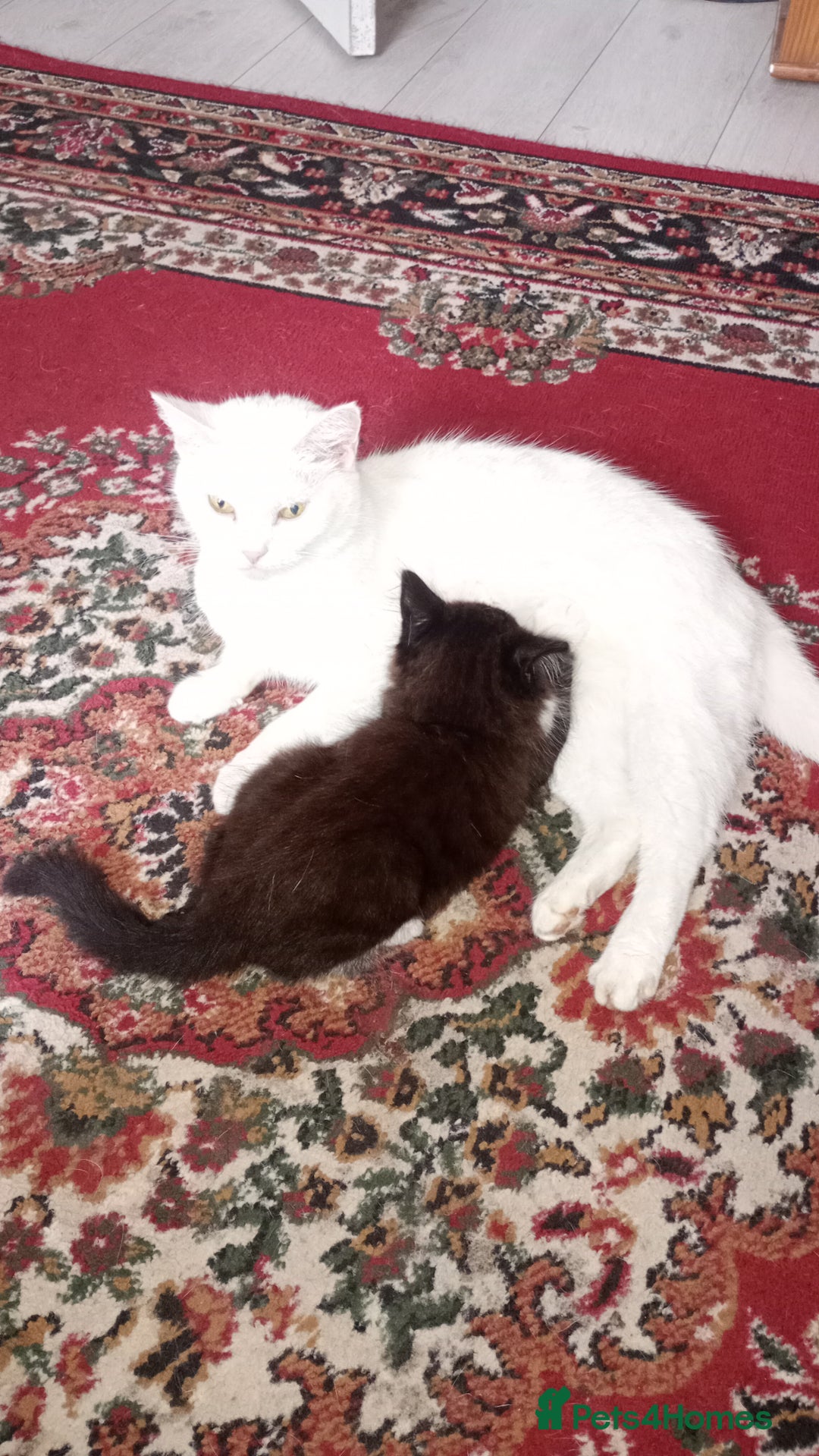 Mixed Breed cats for sale: Fluffy lovely kitten looking for home - Image 2