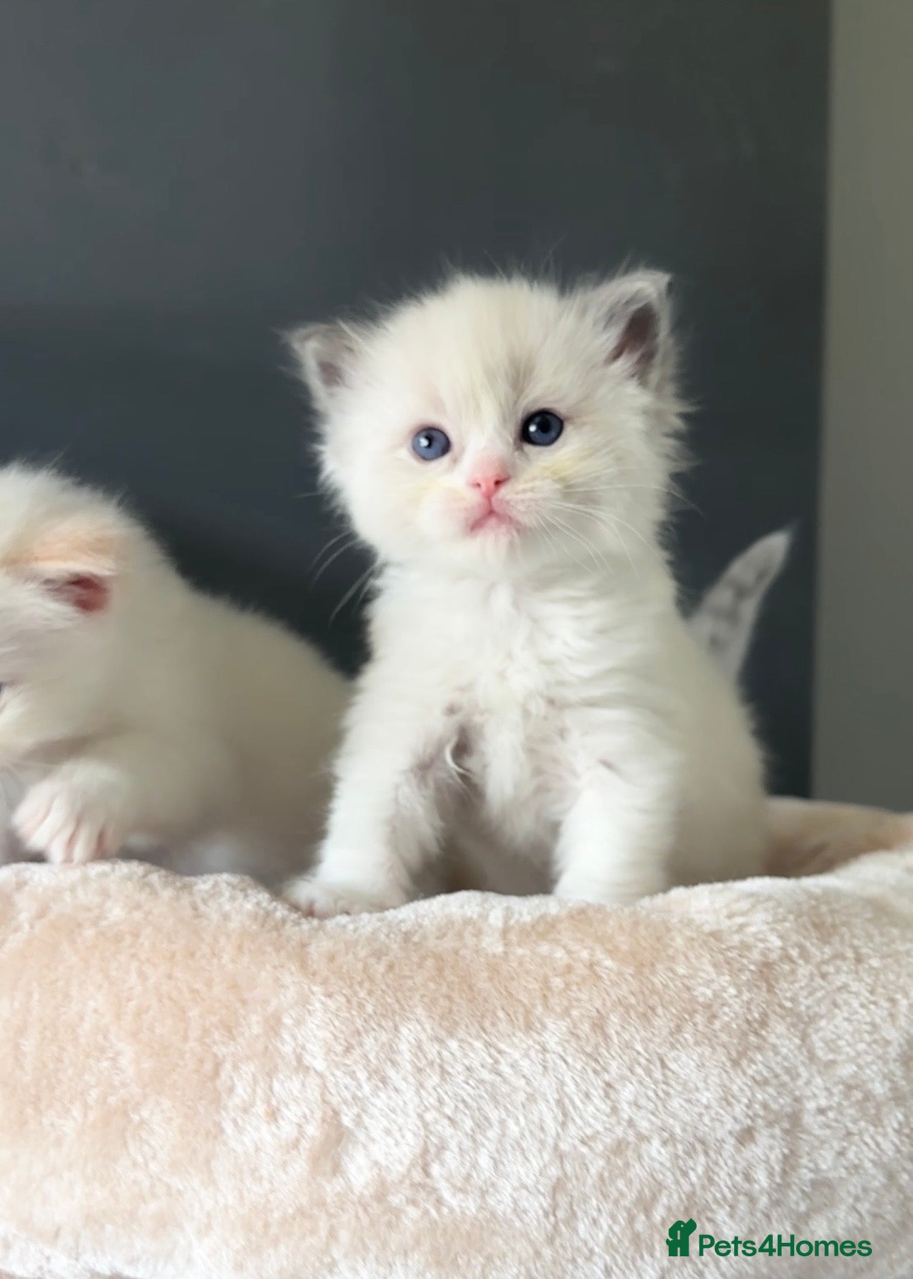 Ragdoll cats Ragdoll Kittens  - Advert 1