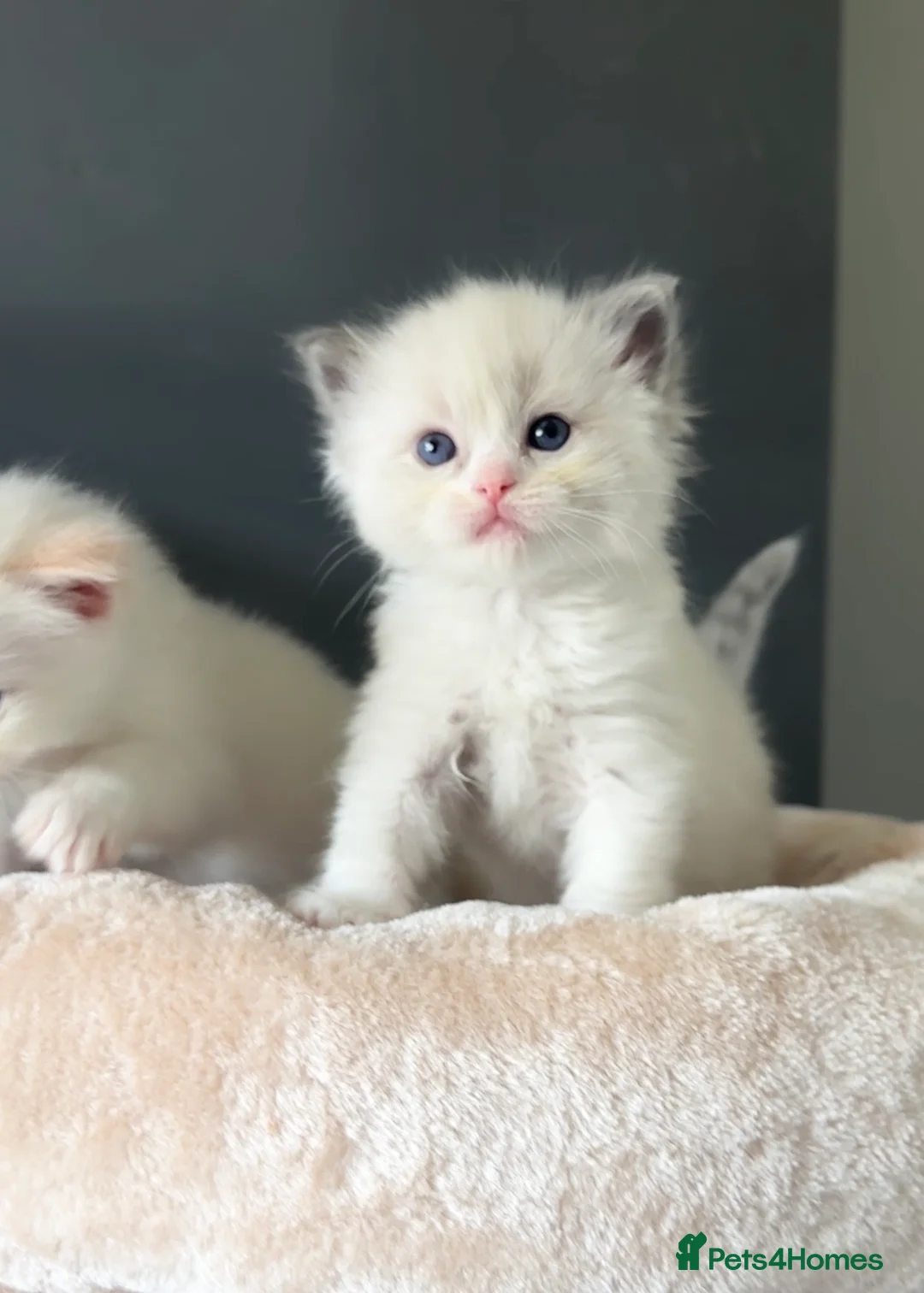 Ragdoll cats for sale: Ragdoll Kittens  - Advert 2