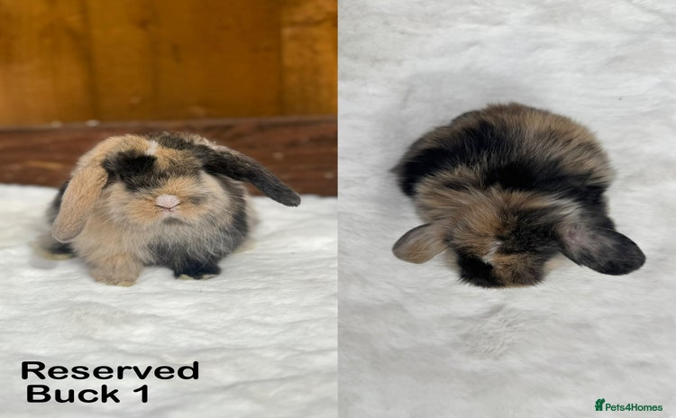 Mini Lop rabbits - Advert 4