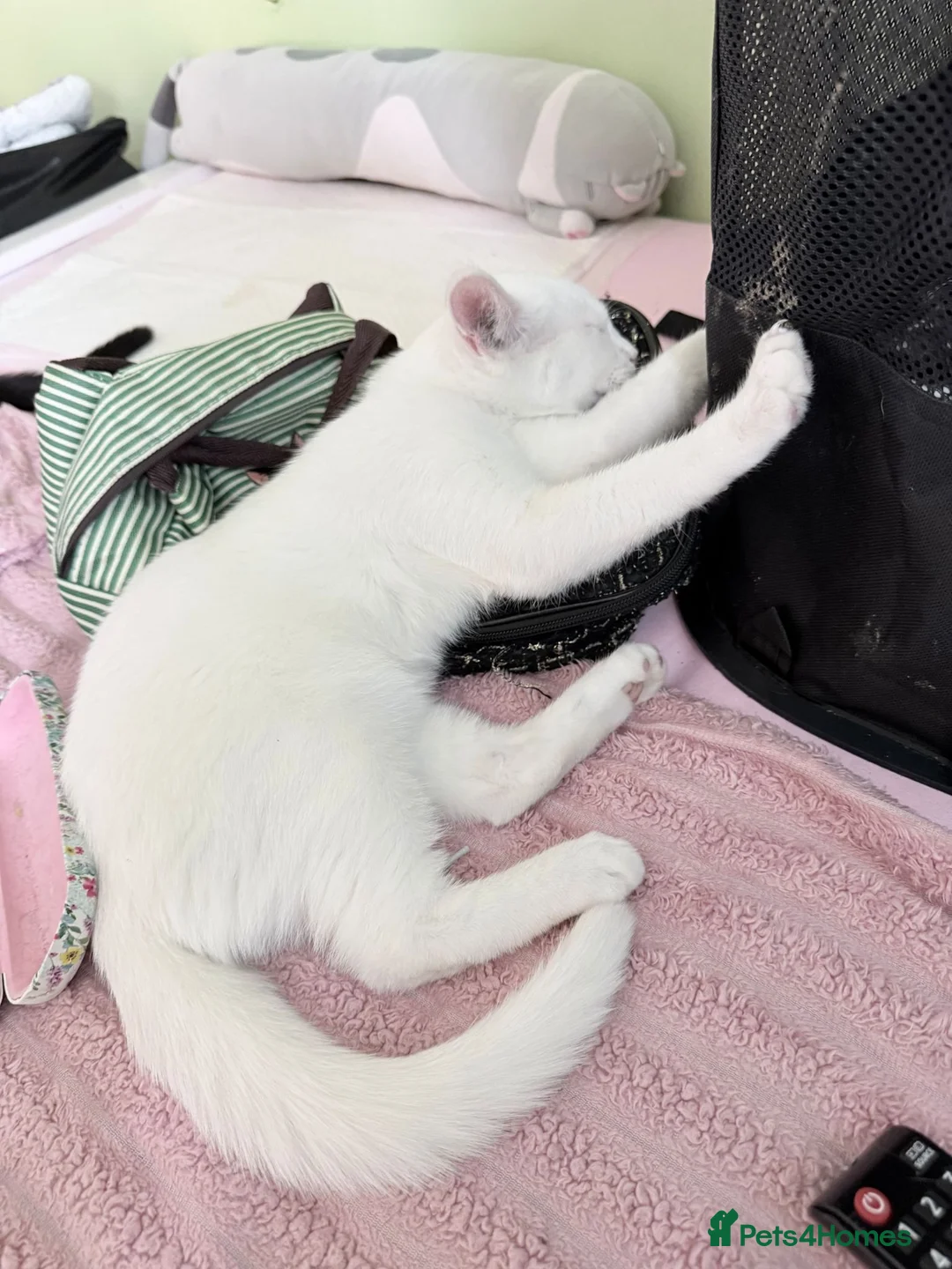 Mixed Breed cats for sale: Mixed breed white kitten, must leave immediately  - Advert 3