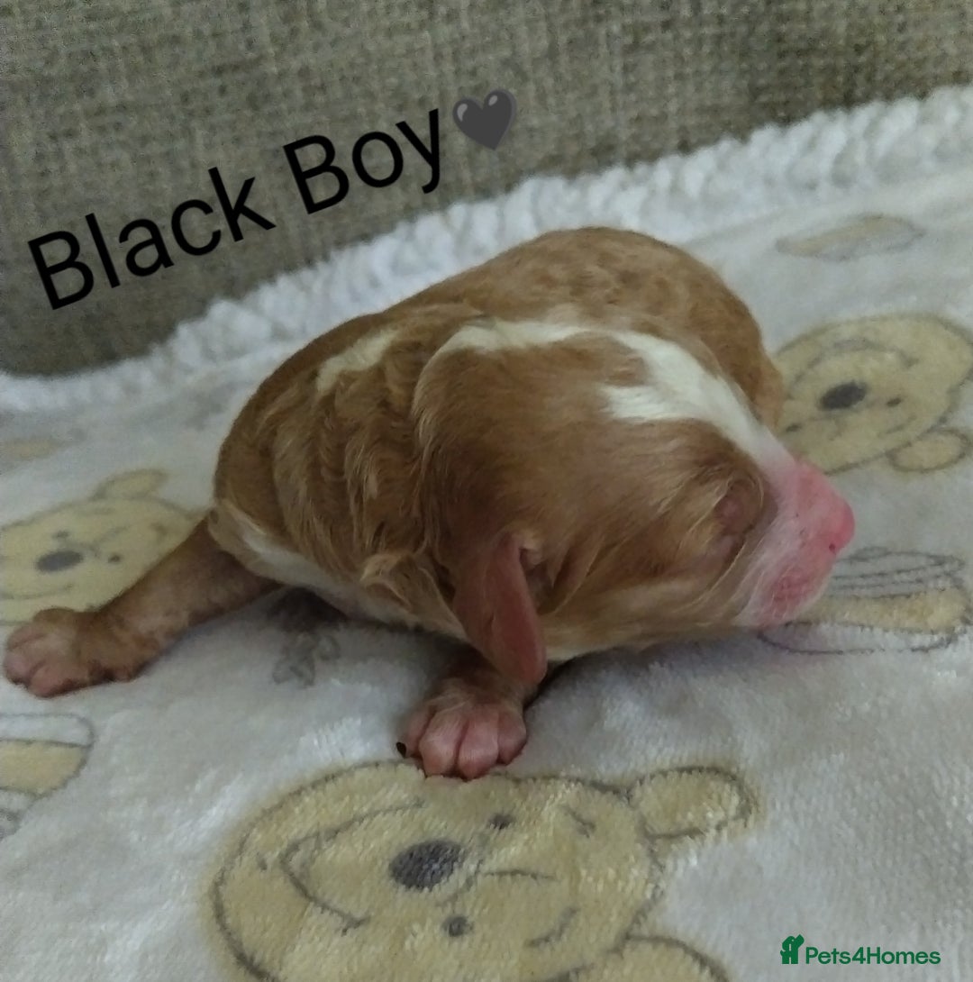 Cockapoo dogs for sale: Stunning Unique Cockapoo Puppies - Image 4