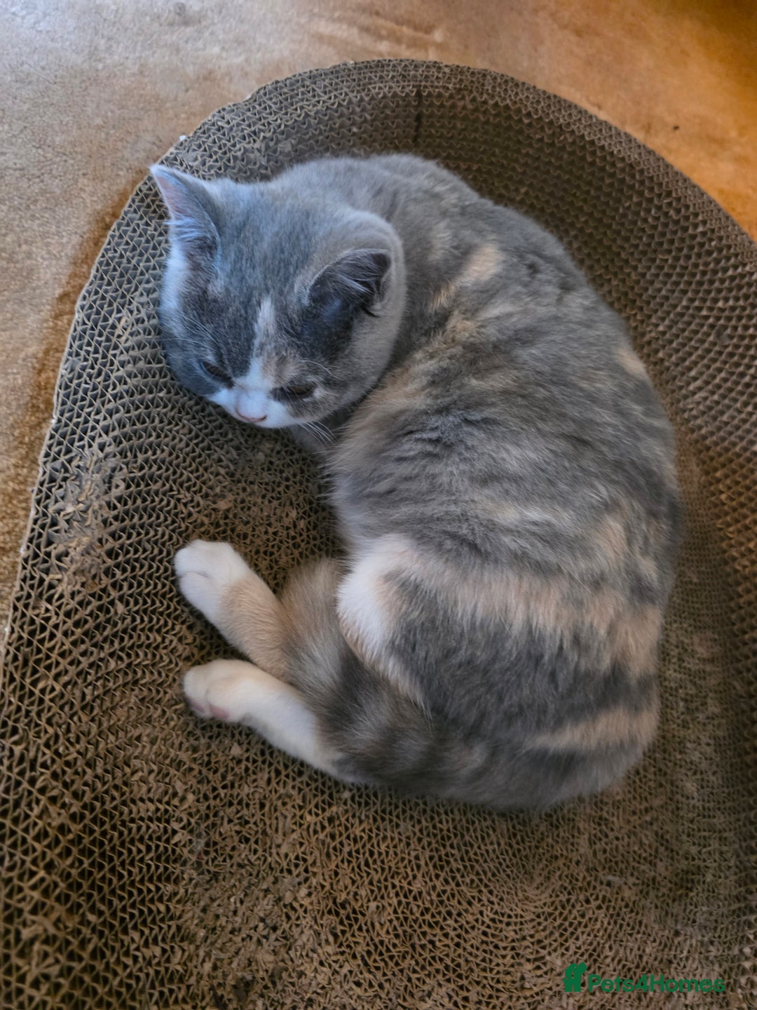 British Shorthair cats for sale: British Shorthairs Stunning Litter - Image 19