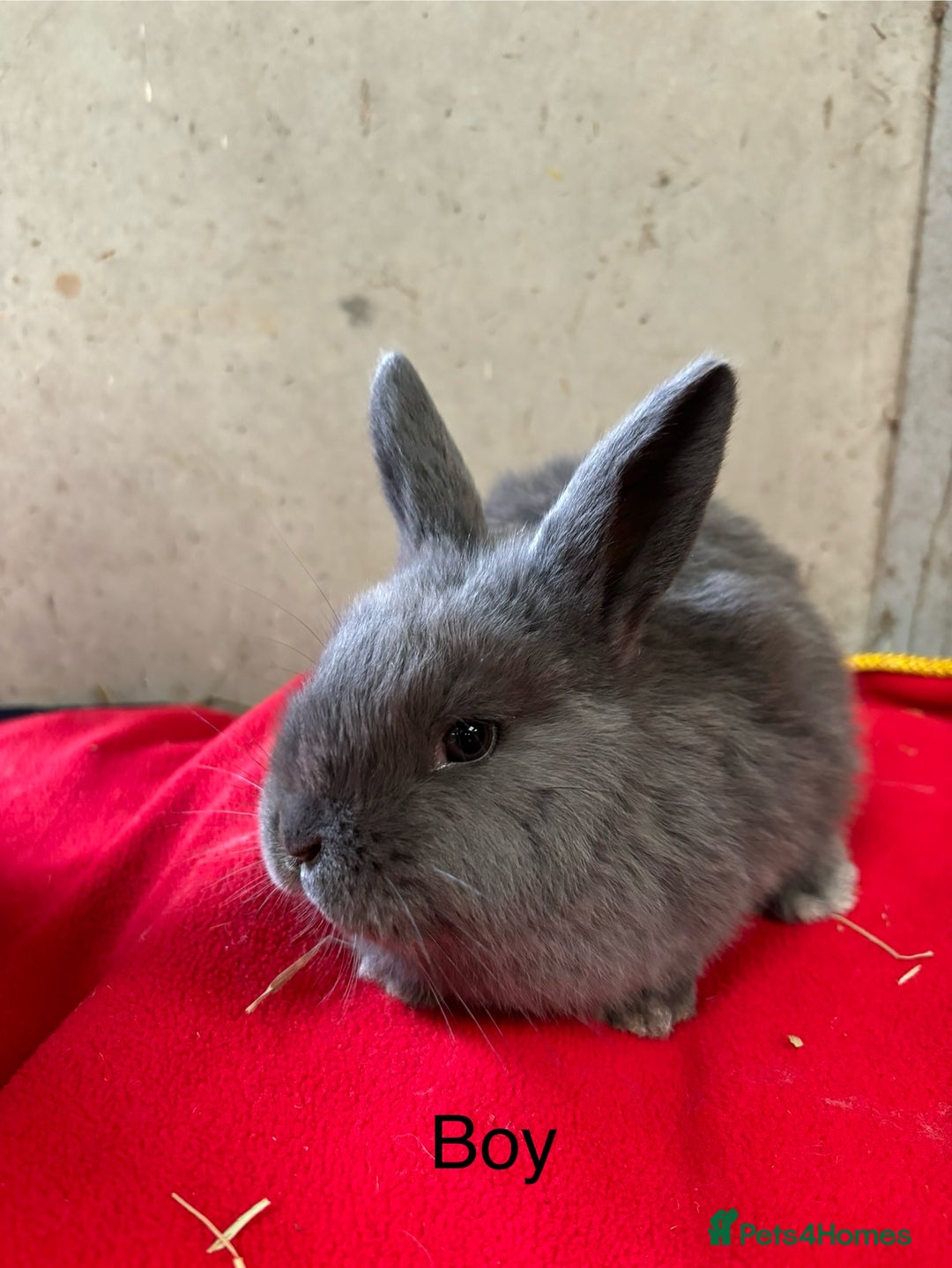 Mini Lop rabbits for sale: Stunning mini lop babies  - Advert 5