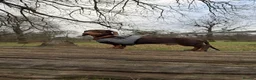 Miniature Dachshund dogs for sale: Frankie in Search of His Forever Home  in Alfreton - Advert 11