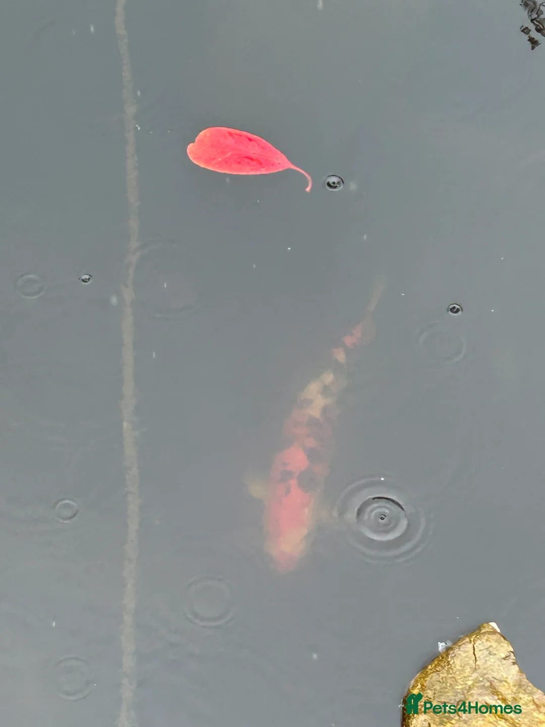 Koi Carp fish for sale: Coi Karp in Chorley - Advert 1