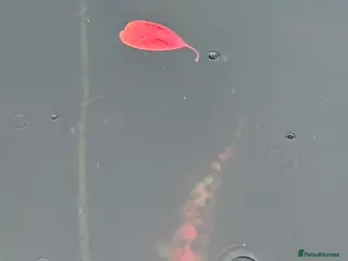 Koi Carp fish Coi Karp - Advert 2