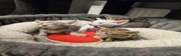 Oriental cats for sale: Gorgeous Oriental kittens! - Advert 7