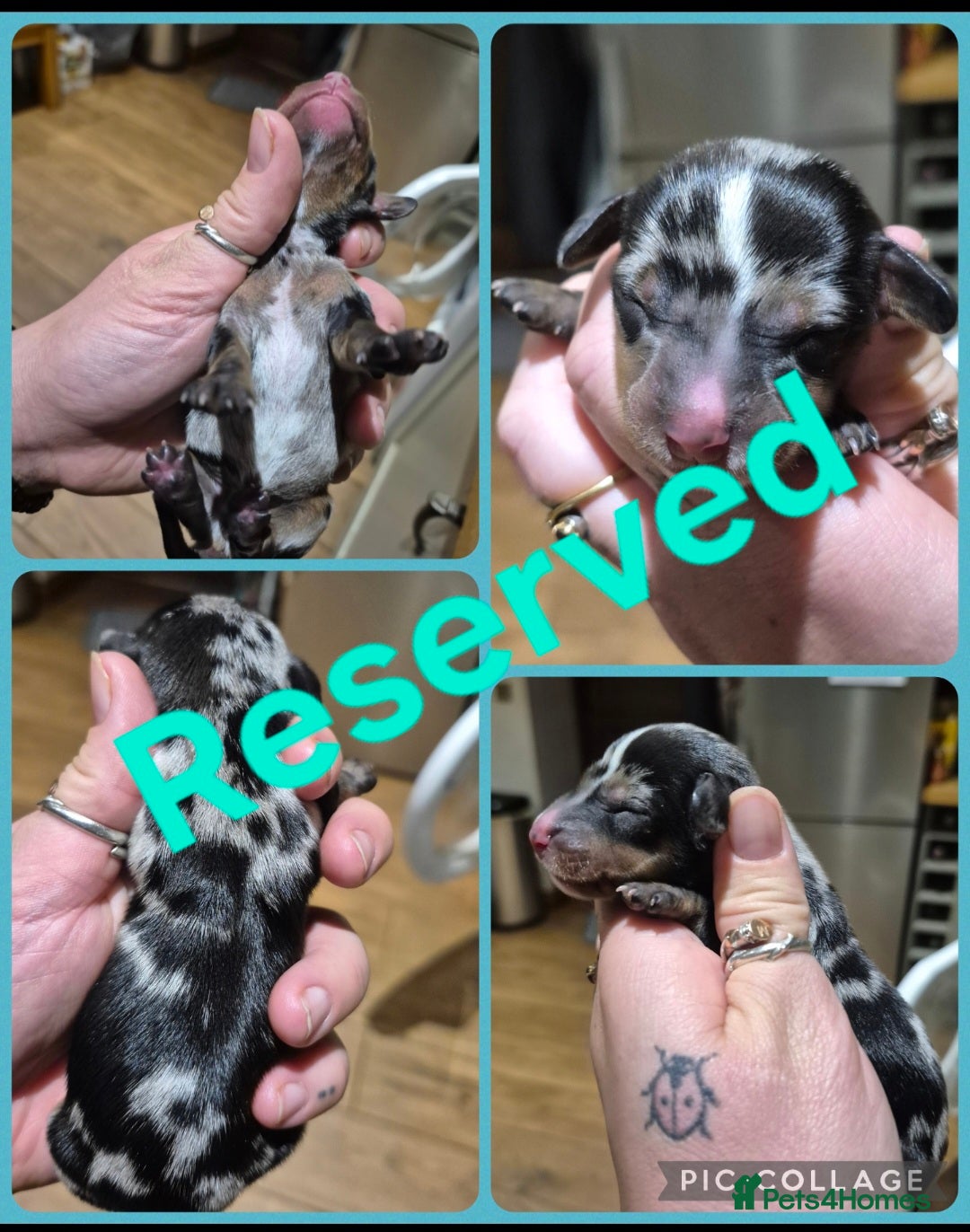 Miniature Dachshund dogs for sale: PRA CLEAR MINIATURE DACHSHUND PUPPIES  - Image 6