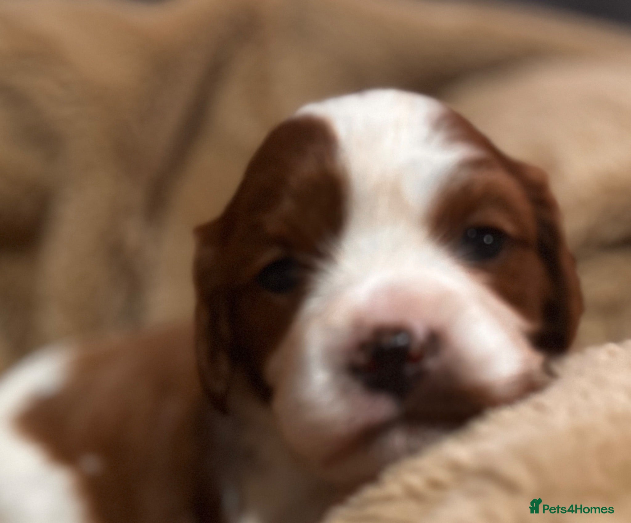 Cavapoo dogs Stunning Cavapoo puppies including party colours  - Advert 18
