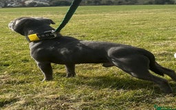Staffordshire Bull Terrier dogs for sale: OUR PUP REGGIE KC BLUE STAFFORDSHIRE BULL TERRIER - Image 10