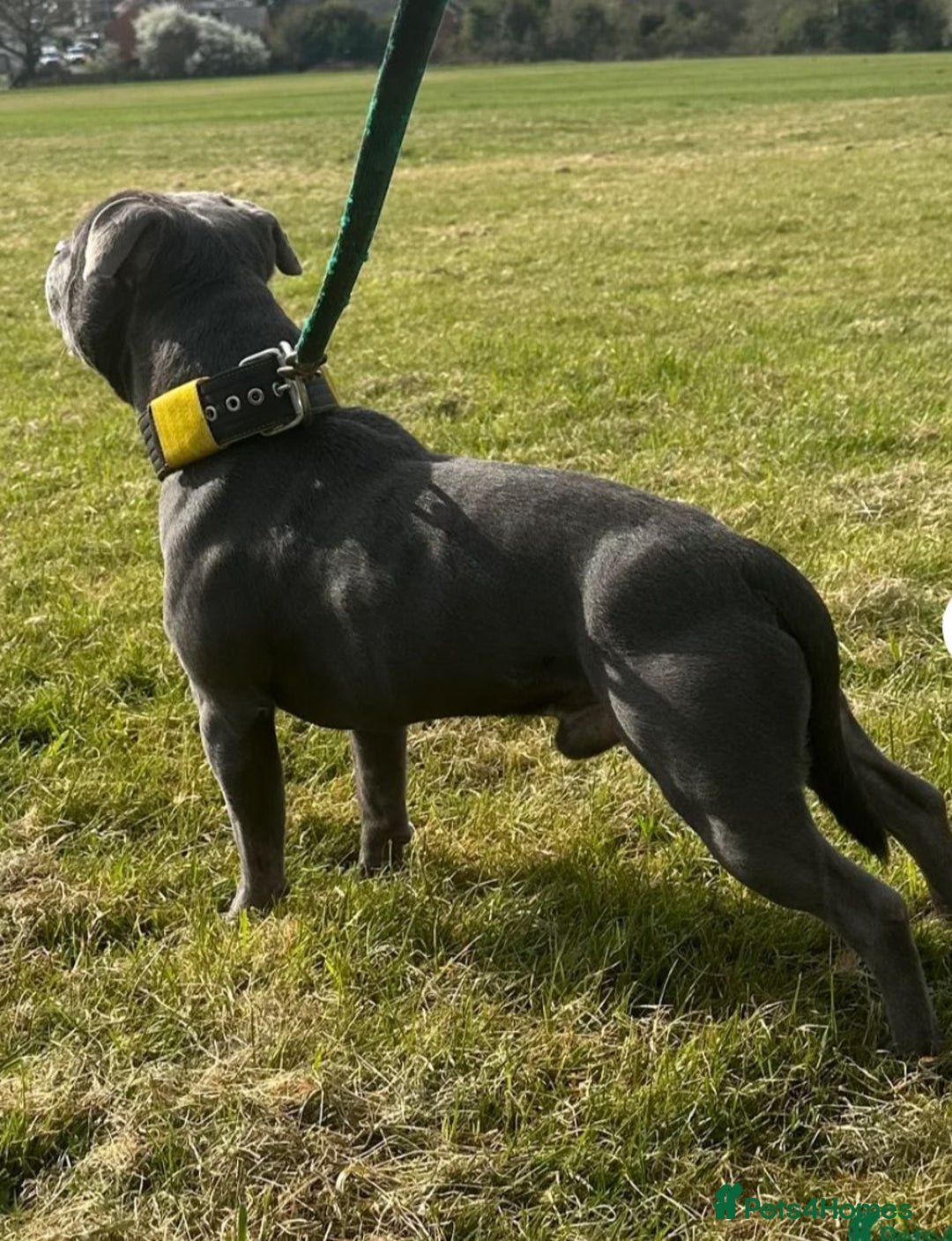 Staffordshire Bull Terrier dogs for sale: OUR PUP REGGIE KC BLUE STAFFORDSHIRE BULL TERRIER - Image 10