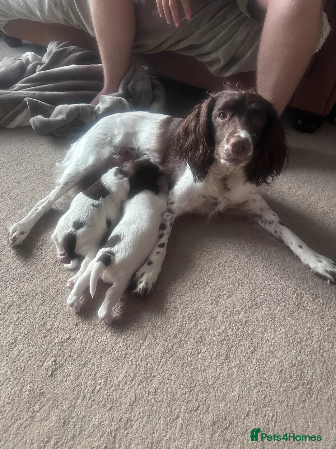 English Springer Spaniel dogs for sale: English Springer Spaniel pups for sale in Melton Mowbray - Advert 4