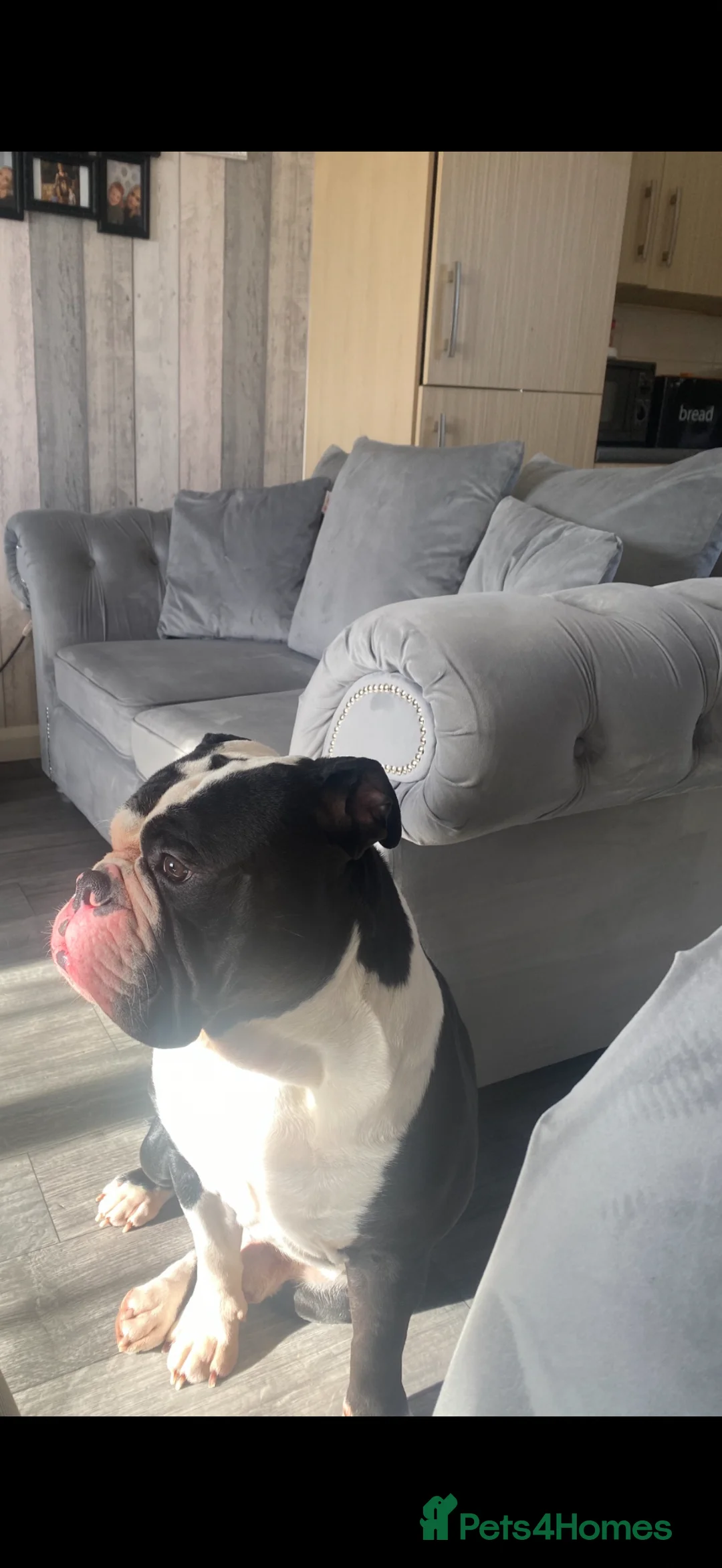 Olde English Bulldogge dogs for sale: Mr Beefy - Advert 6