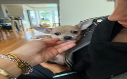 Chihuahua dogs for sale: Female Chihuahua  - Image 3