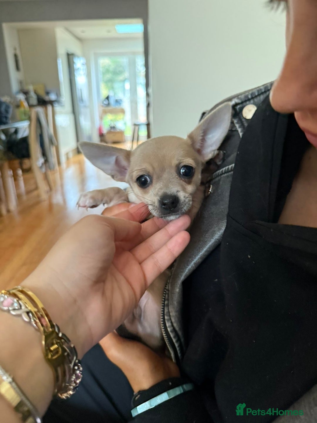 Chihuahua dogs for sale: Female Chihuahua  - Image 3