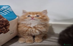 Maine Coon cats for sale: Absolutely Stunning Part Maine Coon Kittens - Advert 12