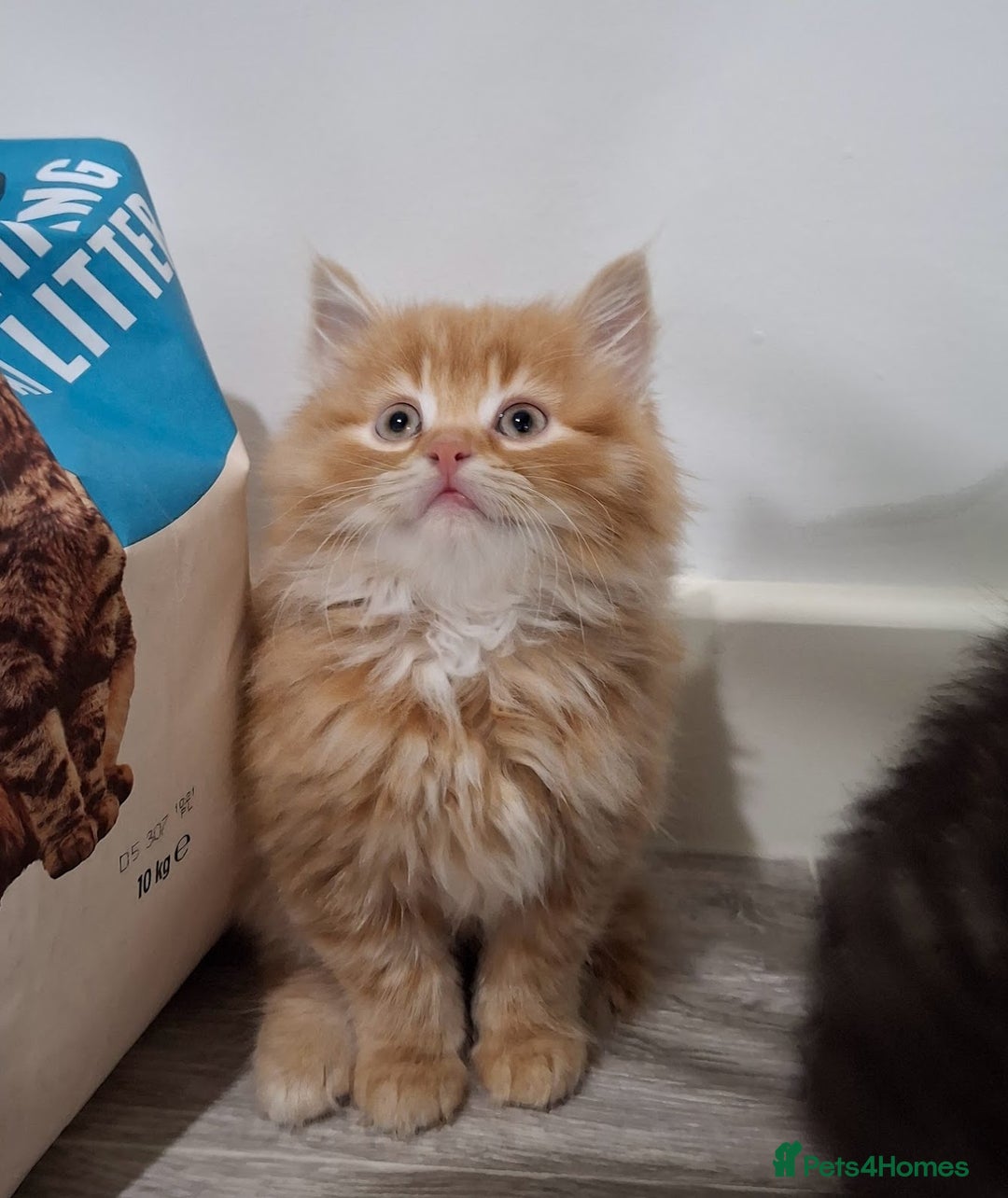 Maine Coon cats for sale: Absolutely Stunning Part Maine Coon Kittens - Advert 12