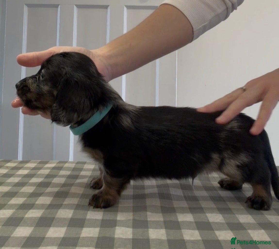 Miniature Dachshund dogs for sale: KC champion lines miniature LH dachshunds  - Advert 22