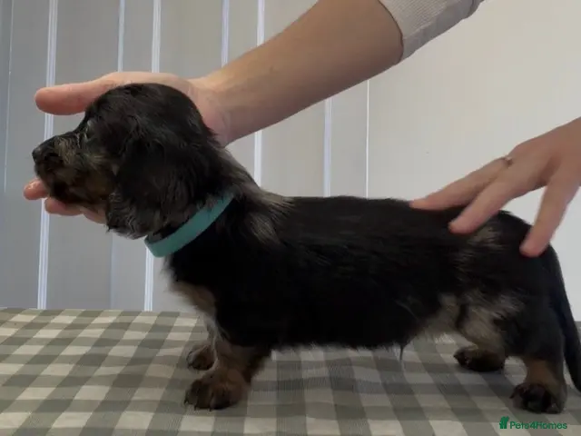 Miniature Dachshund dogs for sale: KC champion lines miniature LH dachshunds - Advert 22