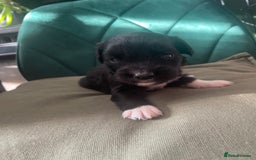 Mixed Breed dogs for sale: Cocker Collie puppies  - Image 21