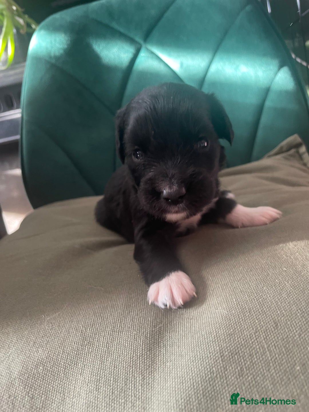 Mixed Breed dogs for sale: Cocker Collie puppies  - Image 21