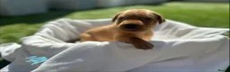 Labrador Retriever dogs for sale: Beautiful KC Red Labrador Puppies - Advert 7