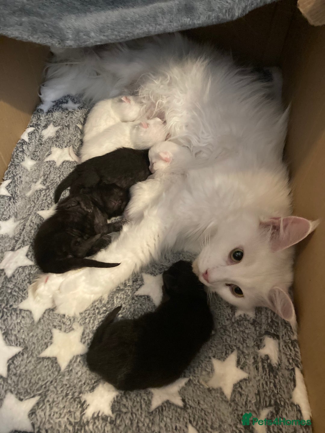 Maine Coon cats for sale: Purebred GCCF Maine Coon kittens - Image 5