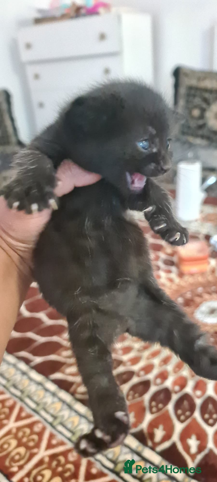 Mixed Breed cats 5 kittens ready to go to their forever homes  - Advert 15
