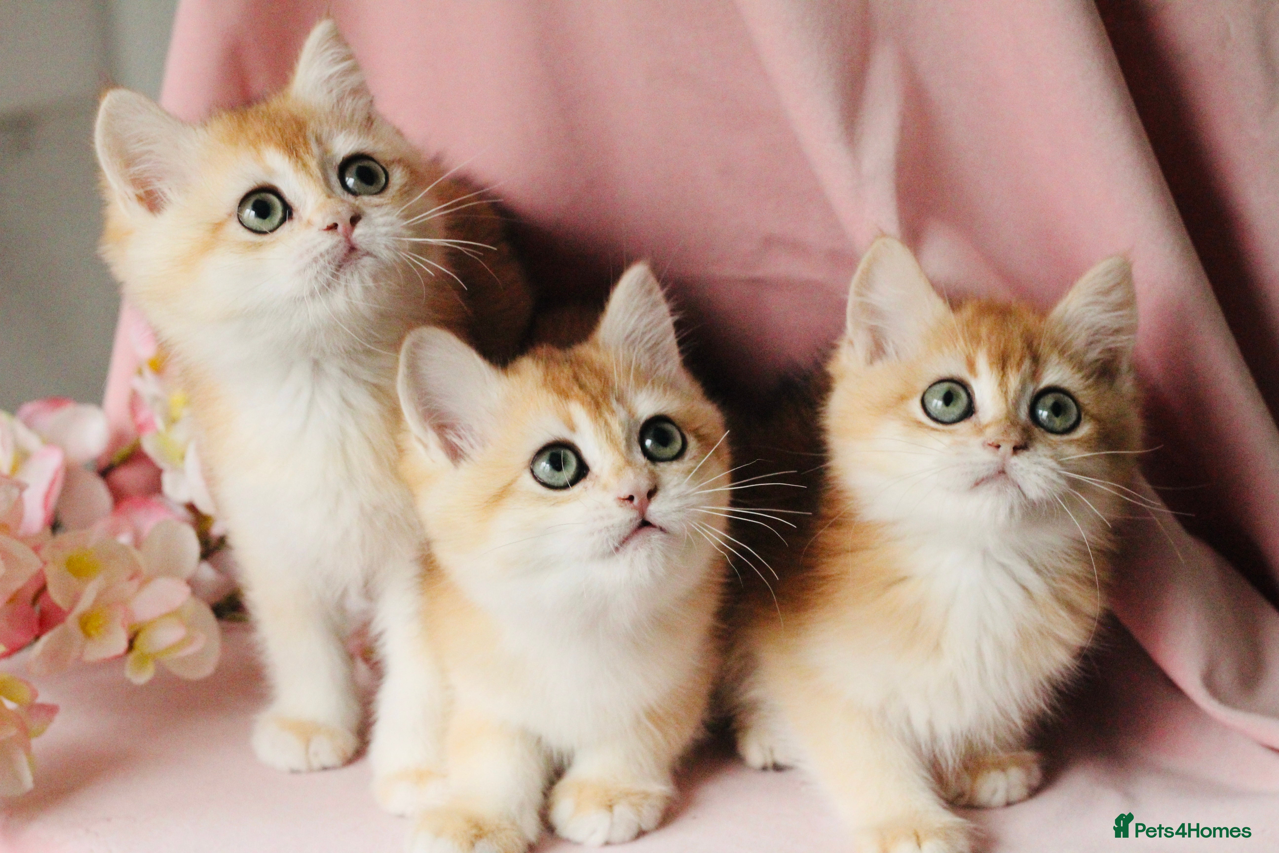 British Shorthair cats Champions lines Golden Chinchilla ny12 boys - Advert 16