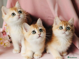 British Shorthair cats Champions lines Golden Chinchilla ny12 boys - Advert 16