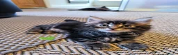 Maine Coon cats for sale: Maine coon MIX kittens  - Advert 13