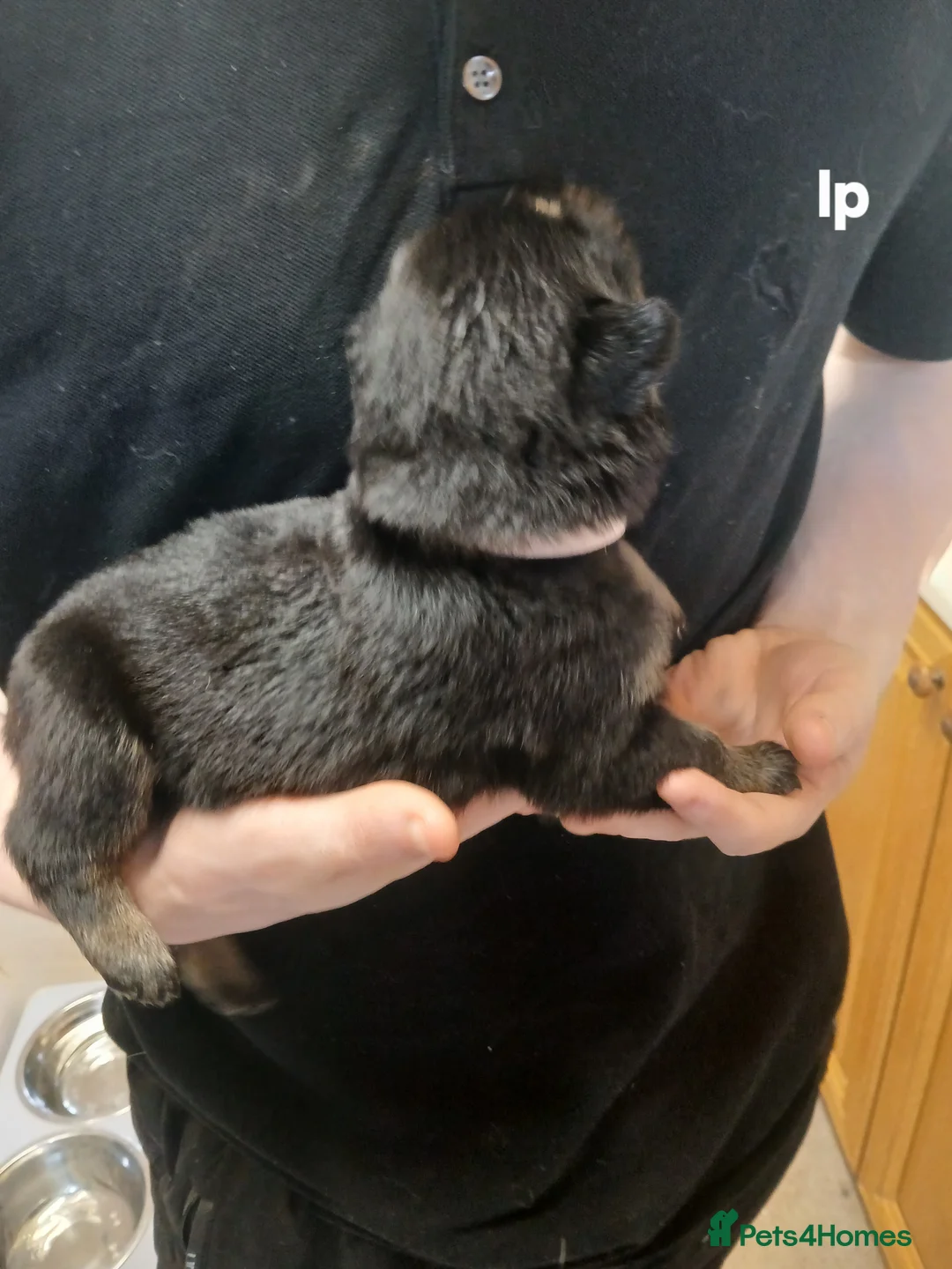 German Shepherd dogs for sale: German shepards  - Advert 6